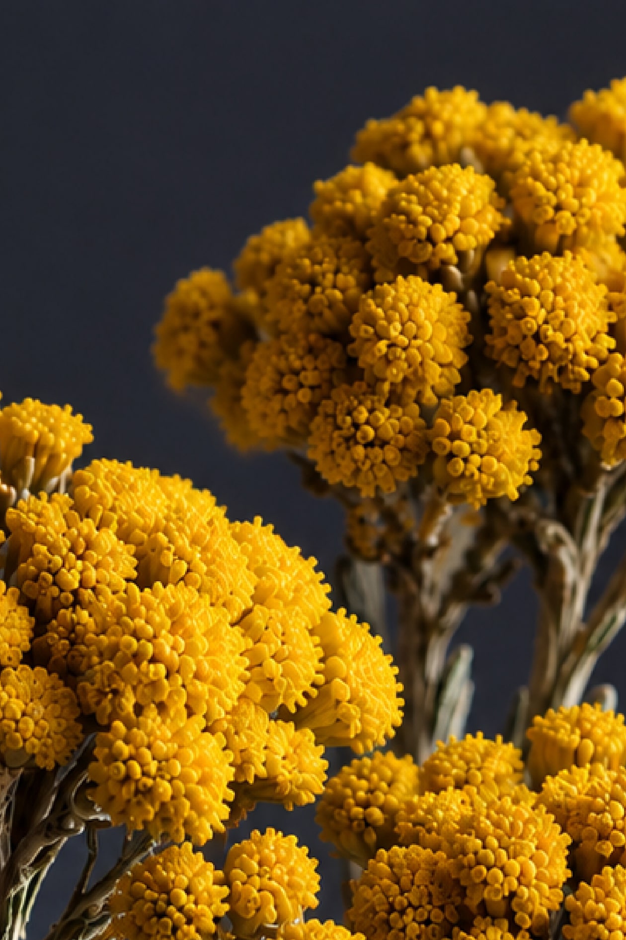 Close-up of yellow clusters of helichrysum flowers against a dark background.