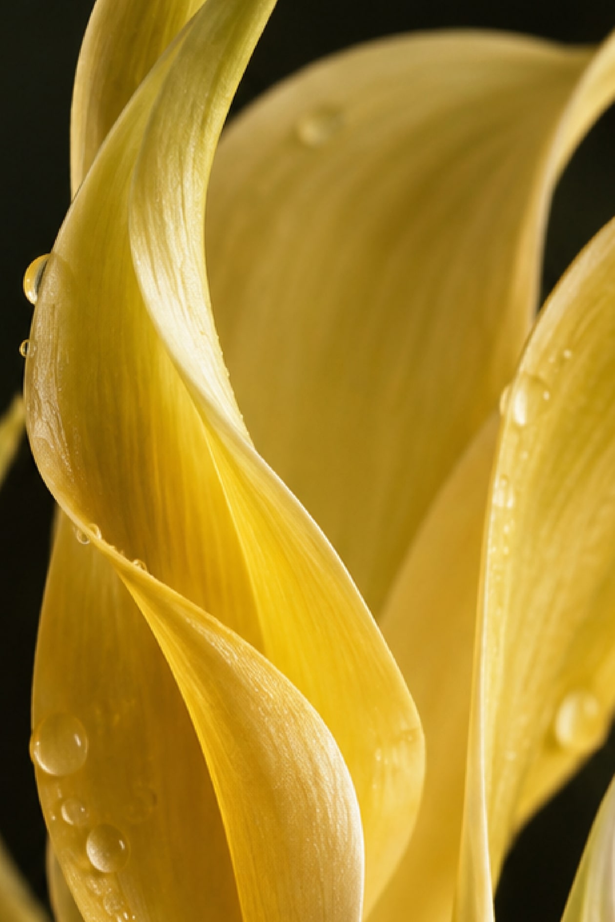 Close-up of yellow flower petals with dewdrops on a dark background.