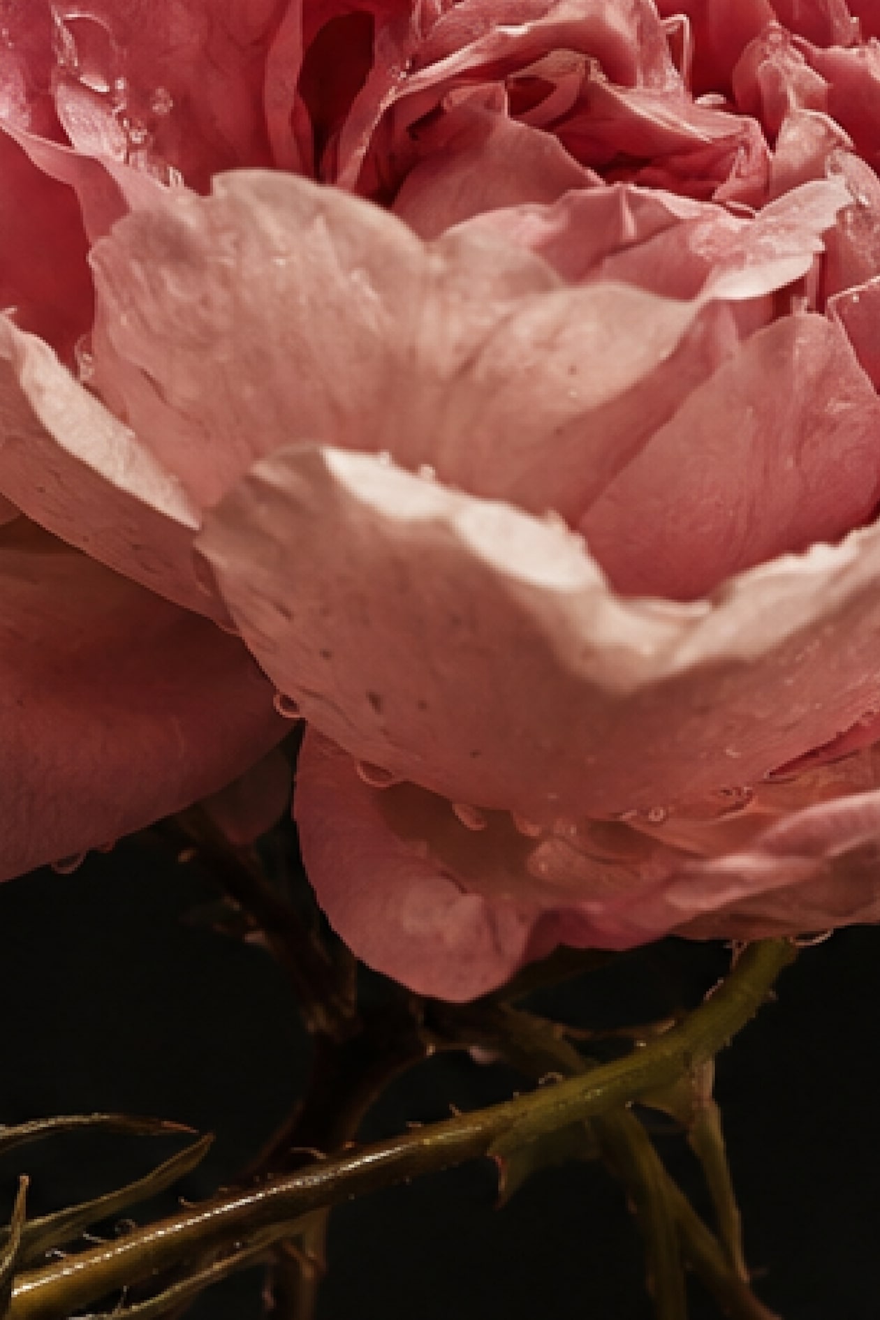 Close-up of a pink rose with water droplets on its petals, surrounded by dark green stems against a black background.