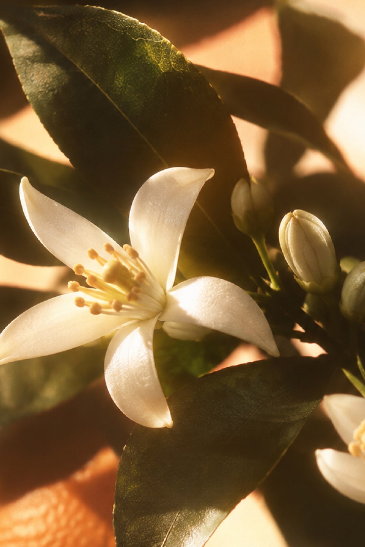 Close-up of a white orange blossom with five petals, surrounded by green leaves and buds, warmly lit.