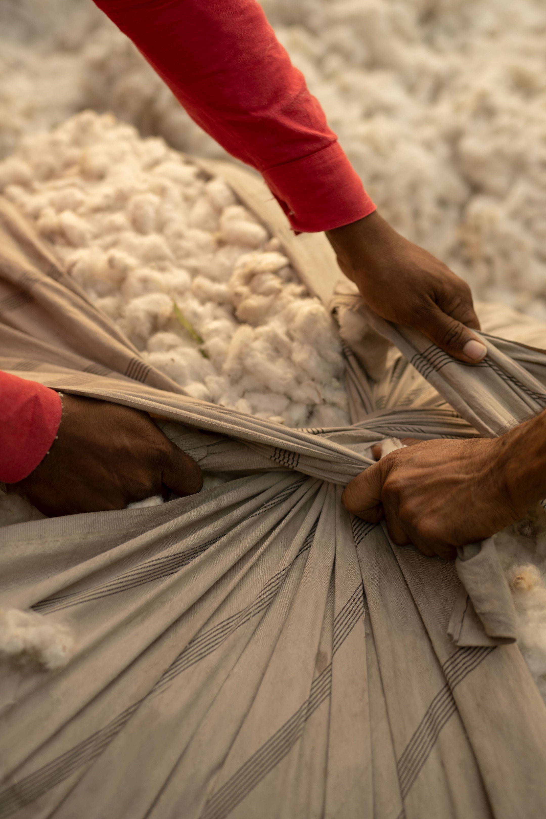 People putting cotton in to a bag