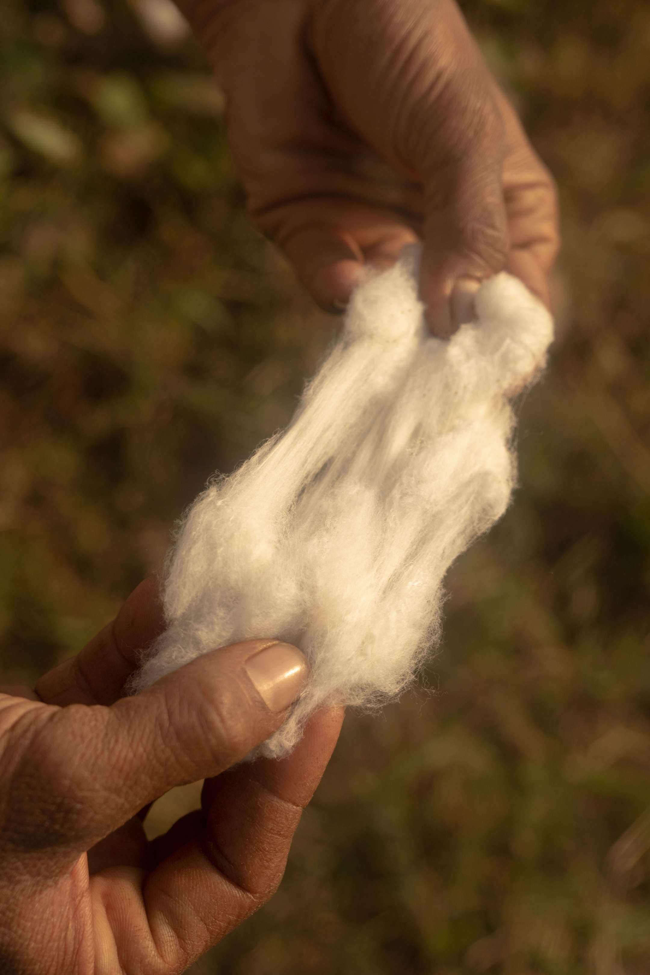 Person pulling cotton apart