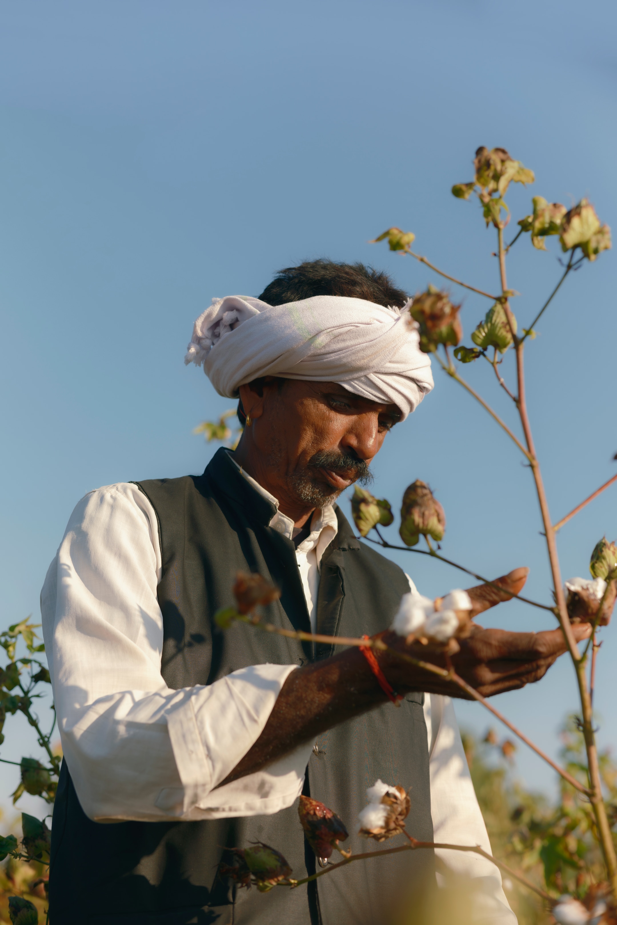 person looking at cotton plant