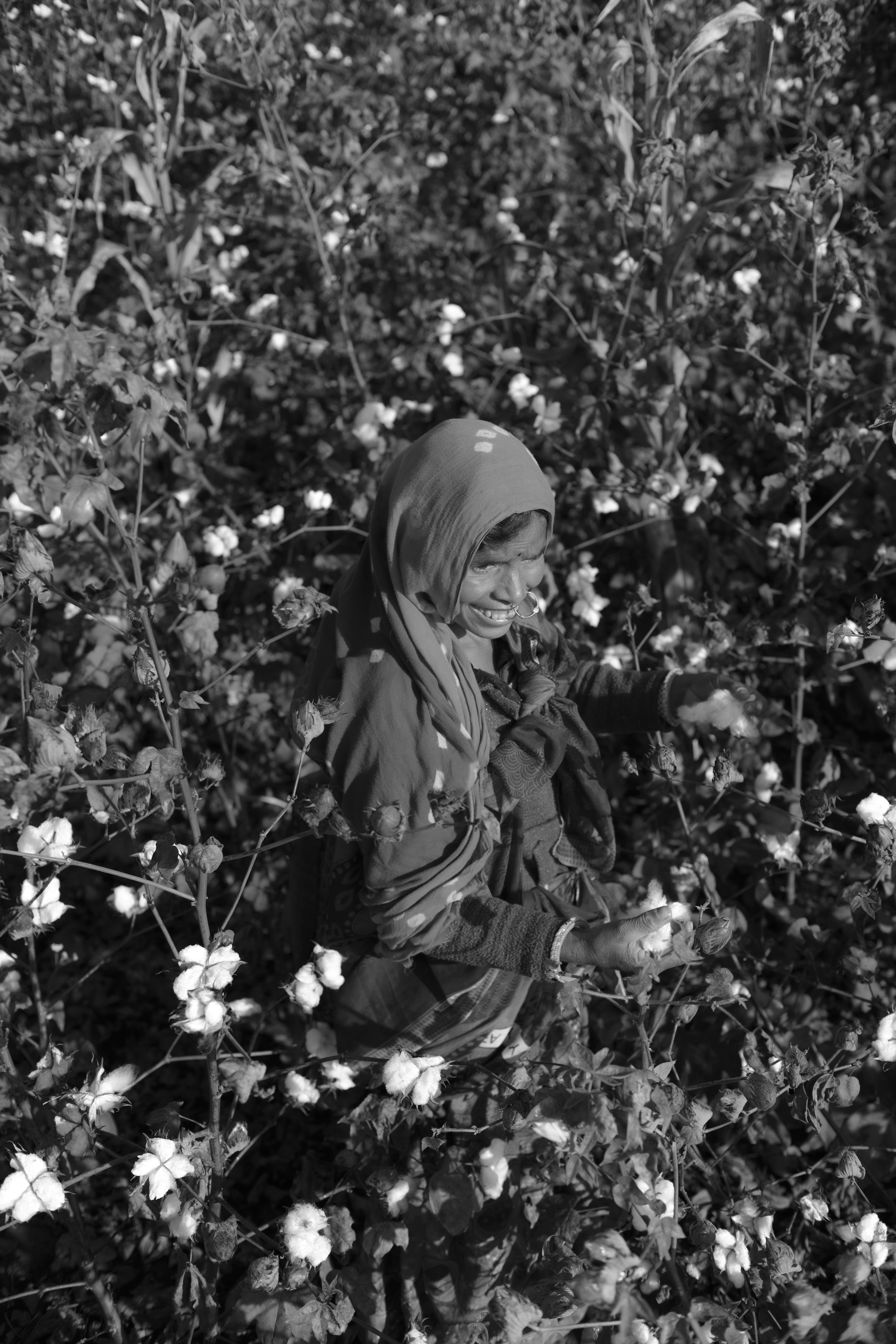 person picking cotton