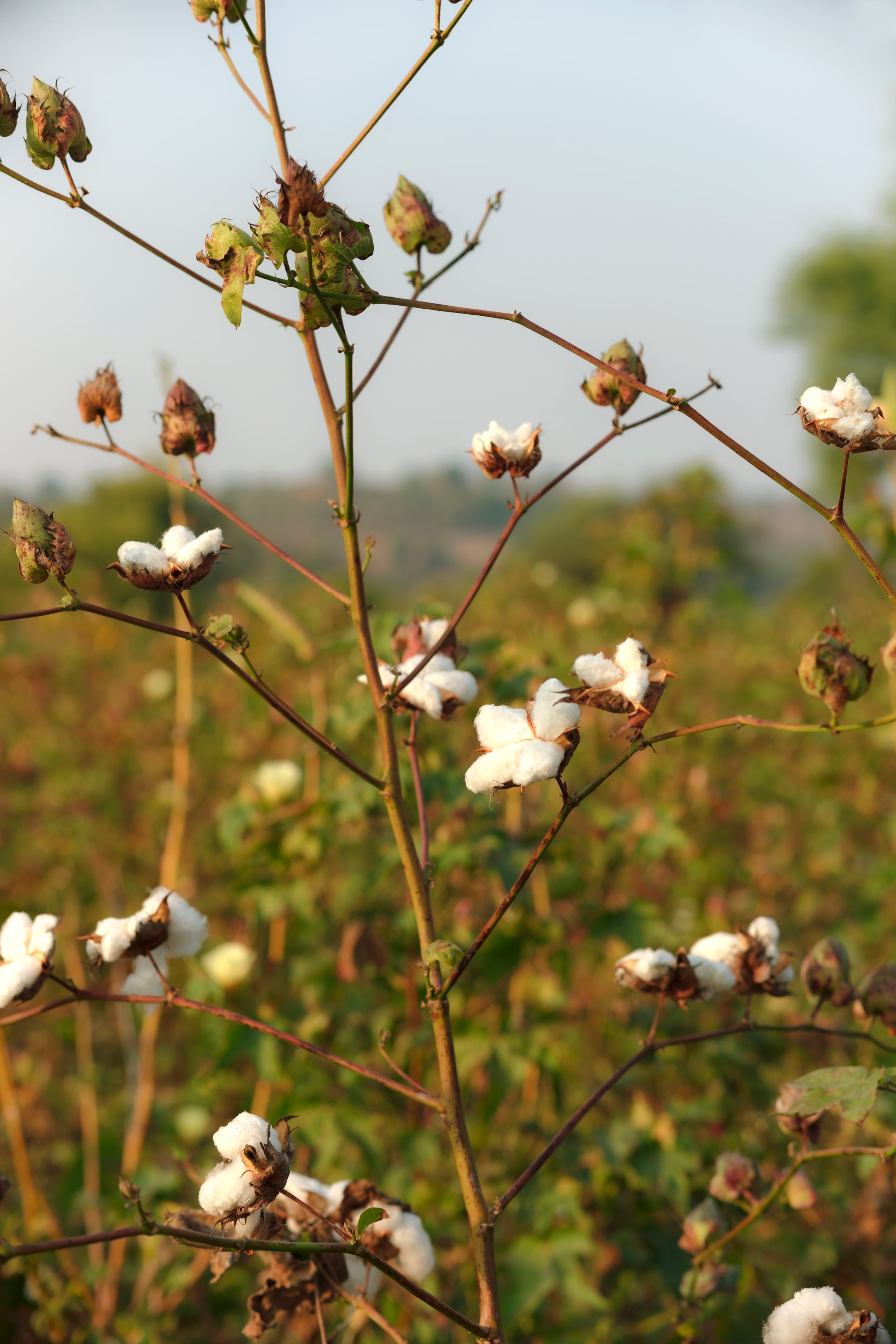close up of regenerative organic cotton