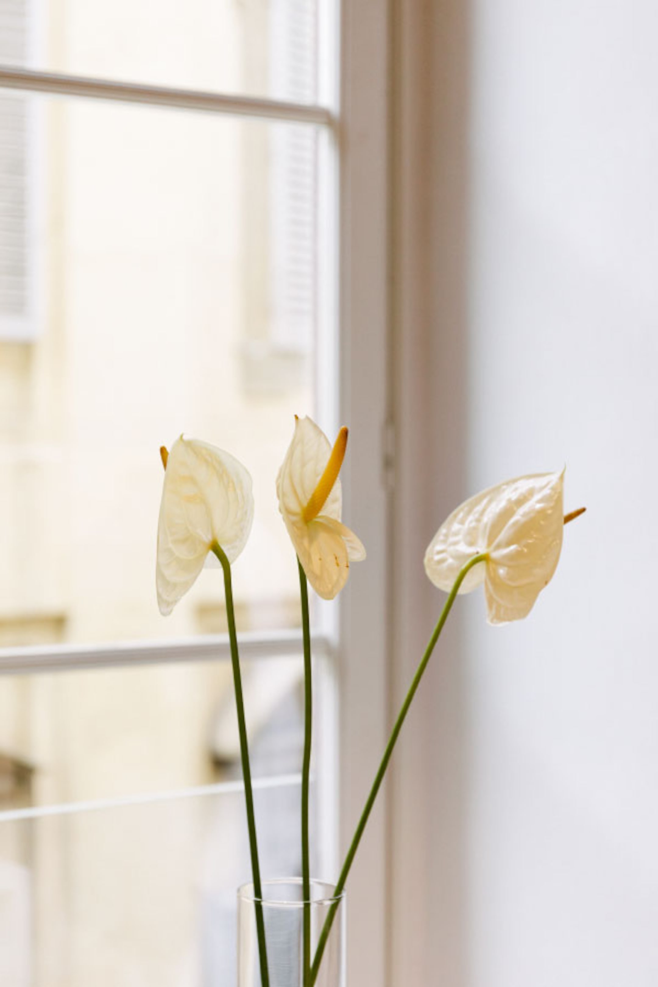 Cos Firenze flowers