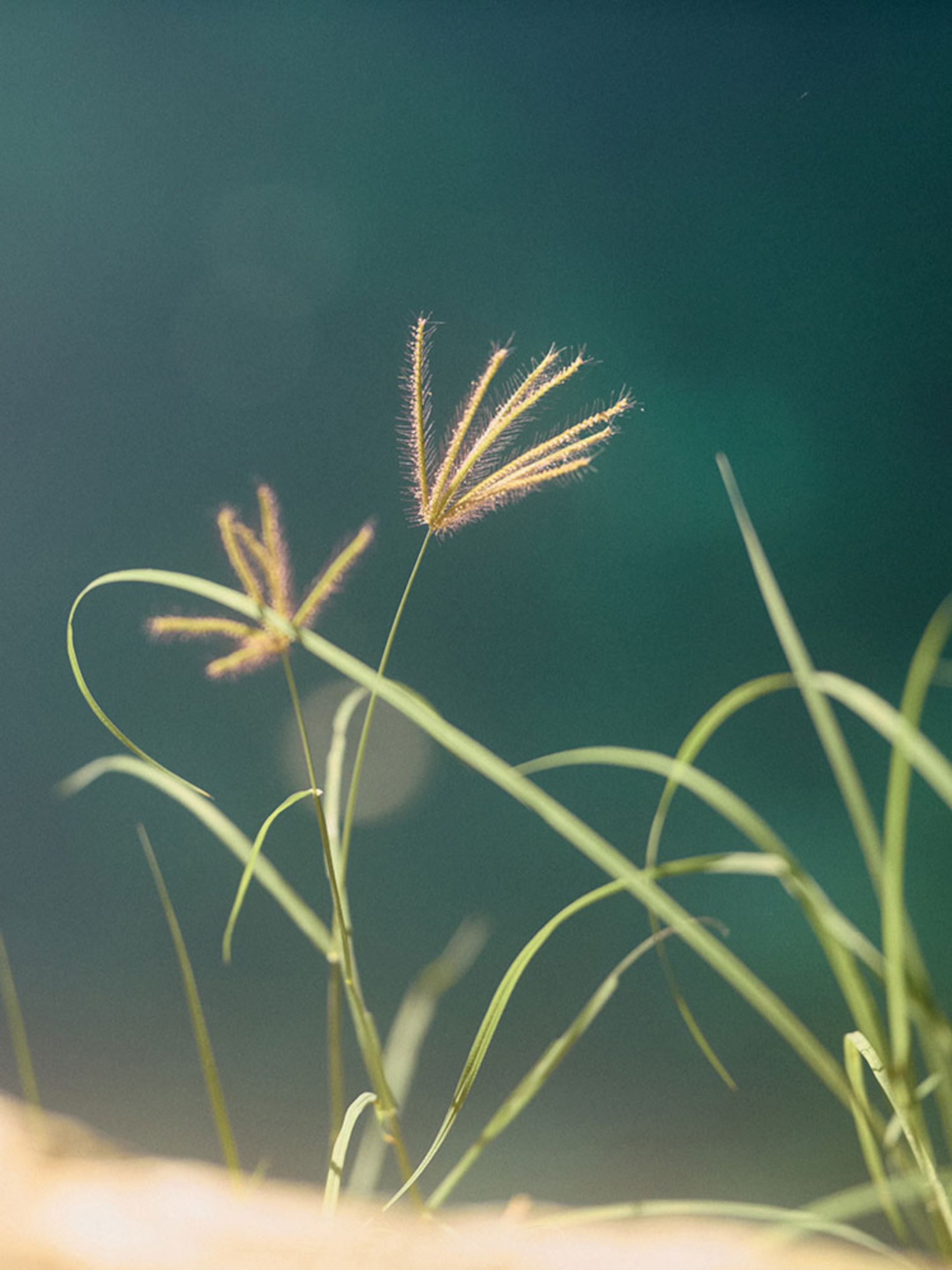 Leaves and flower