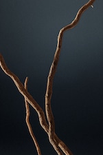 Placeholder for: VETIVER