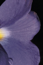 Placeholder for: WOOD VIOLET