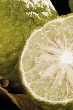 Placeholder for: BERGAMOT