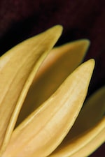 Placeholder for: YLANG YLANG