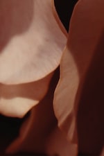Placeholder for: ROSE DAMASCENA